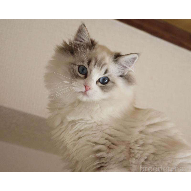 販売中の山梨県のラグドール-131653の10枚目