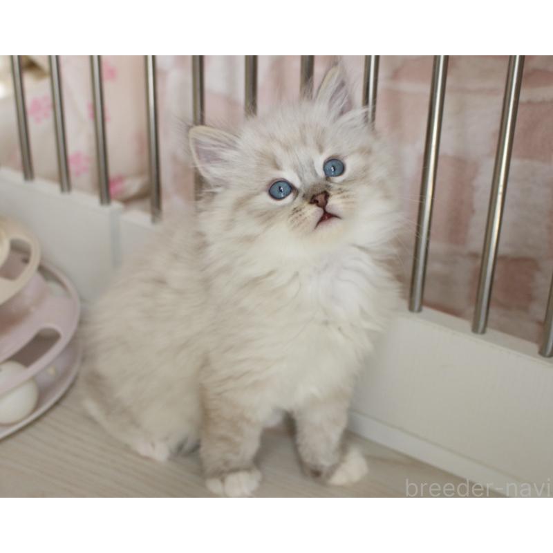 販売中の山梨県のラグドール-136577の6枚目