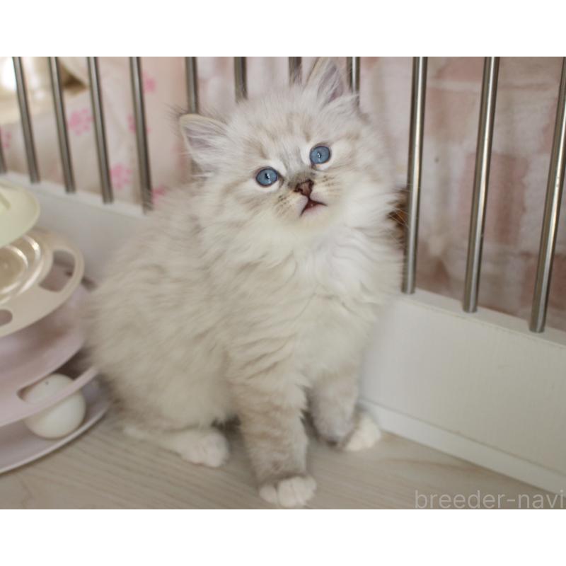 販売中の山梨県のラグドール-136577の5枚目