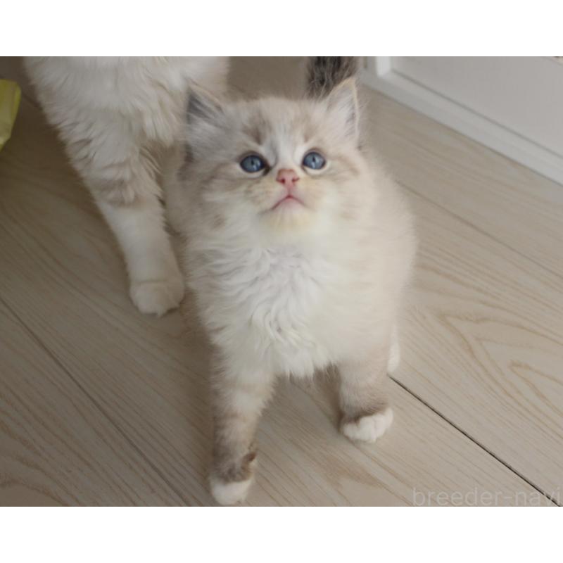 販売中の山梨県のラグドール-136574の8枚目