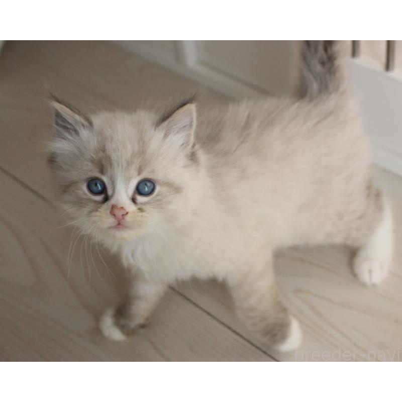 販売中の山梨県のラグドール-136574の7枚目