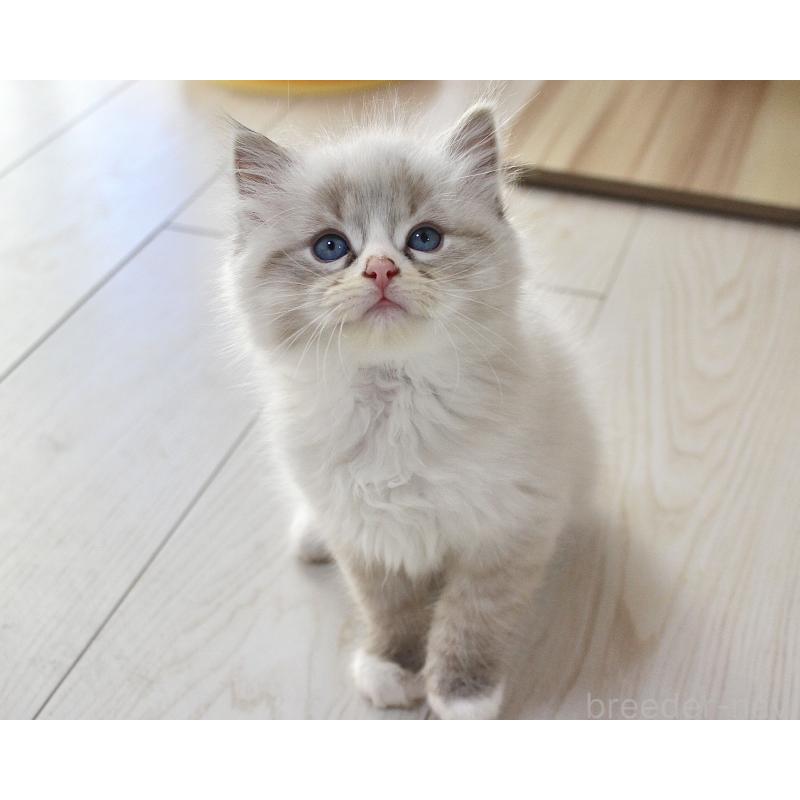 販売中の山梨県のラグドール-136574の6枚目