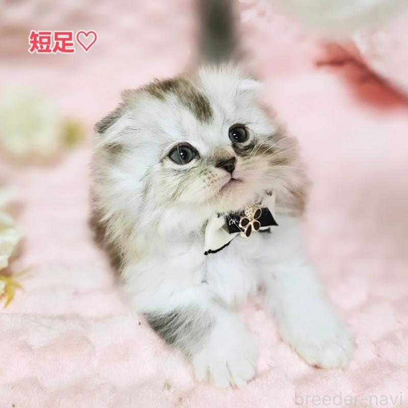 販売中の茨城県のミヌエット(短足)-138403の1枚目