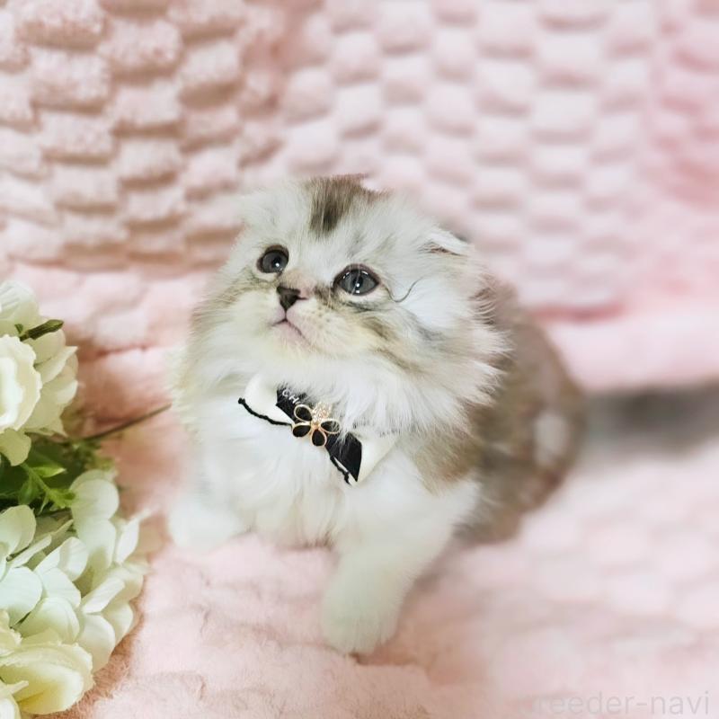 販売中の茨城県のミヌエット(短足)-138403の18枚目