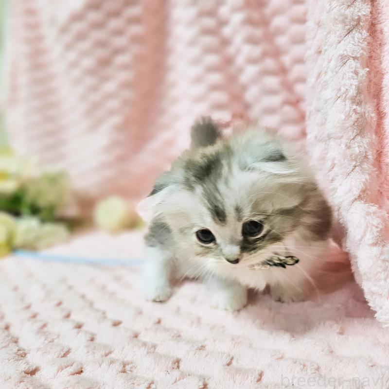 販売中の茨城県のミヌエット(短足)-138403の17枚目