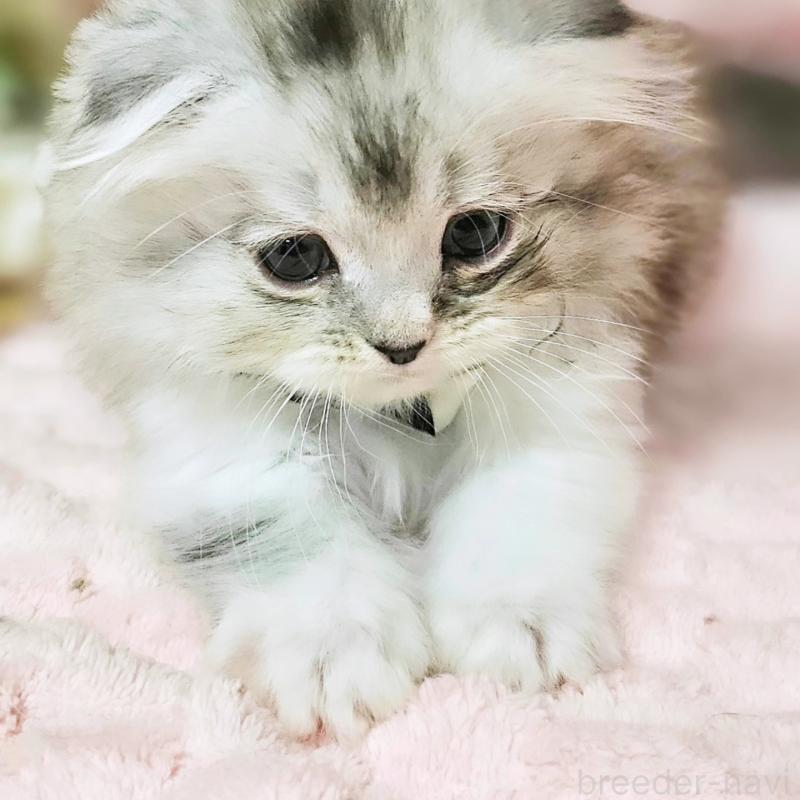 販売中の茨城県のミヌエット(短足)-138403の16枚目