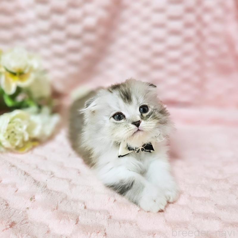 販売中の茨城県のミヌエット(短足)-138403の15枚目