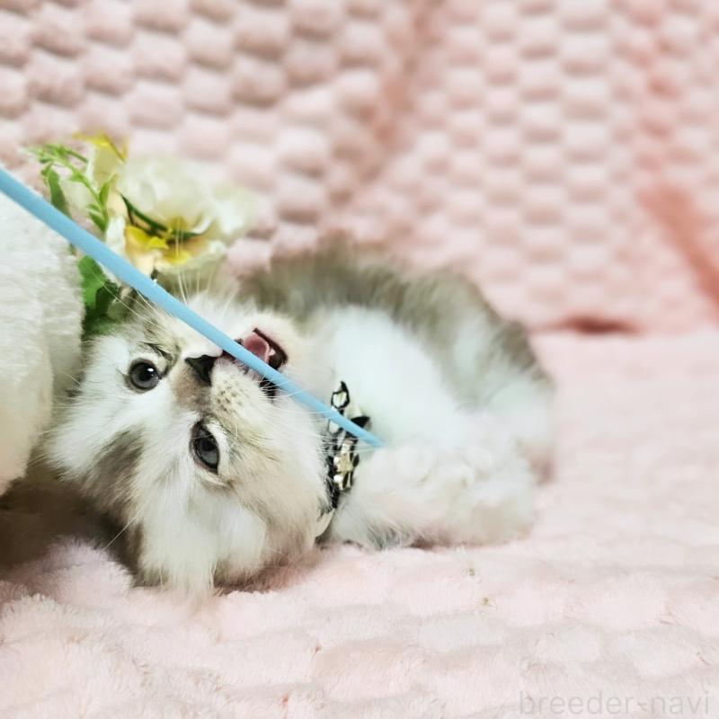 販売中の茨城県のミヌエット(短足)-138403の14枚目