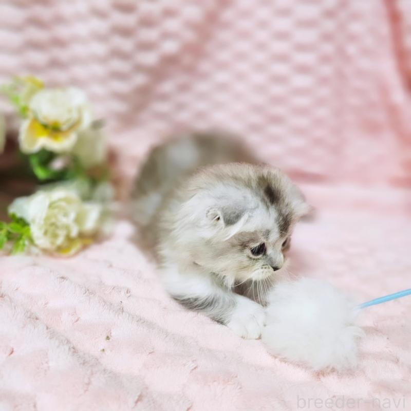 販売中の茨城県のミヌエット(短足)-138403の13枚目