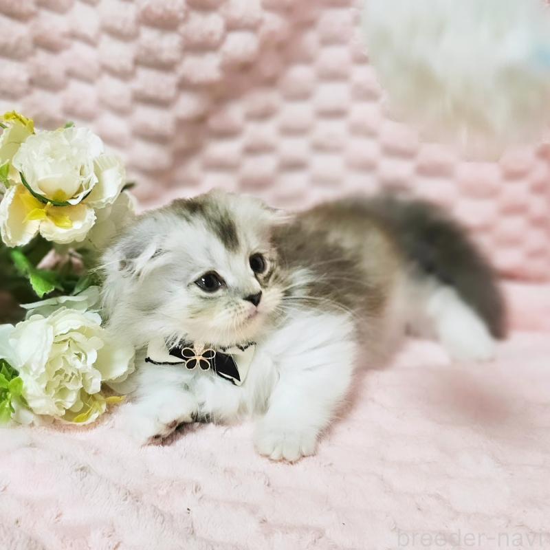 販売中の茨城県のミヌエット(短足)-138403の12枚目