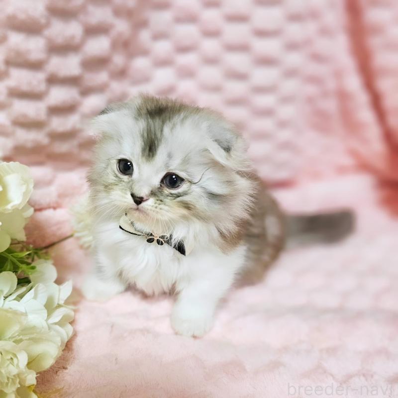 販売中の茨城県のミヌエット(短足)-138403の11枚目