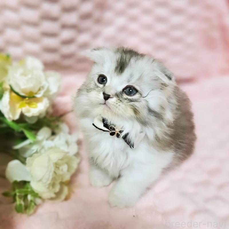 販売中の茨城県のミヌエット(短足)-138403の10枚目