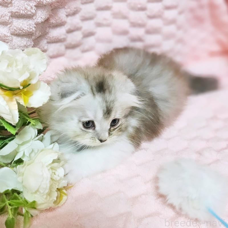 販売中の茨城県のミヌエット(短足)-138403の9枚目