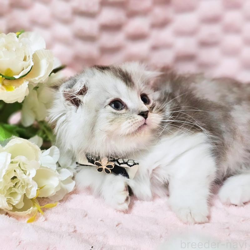 販売中の茨城県のミヌエット(短足)-138403の8枚目