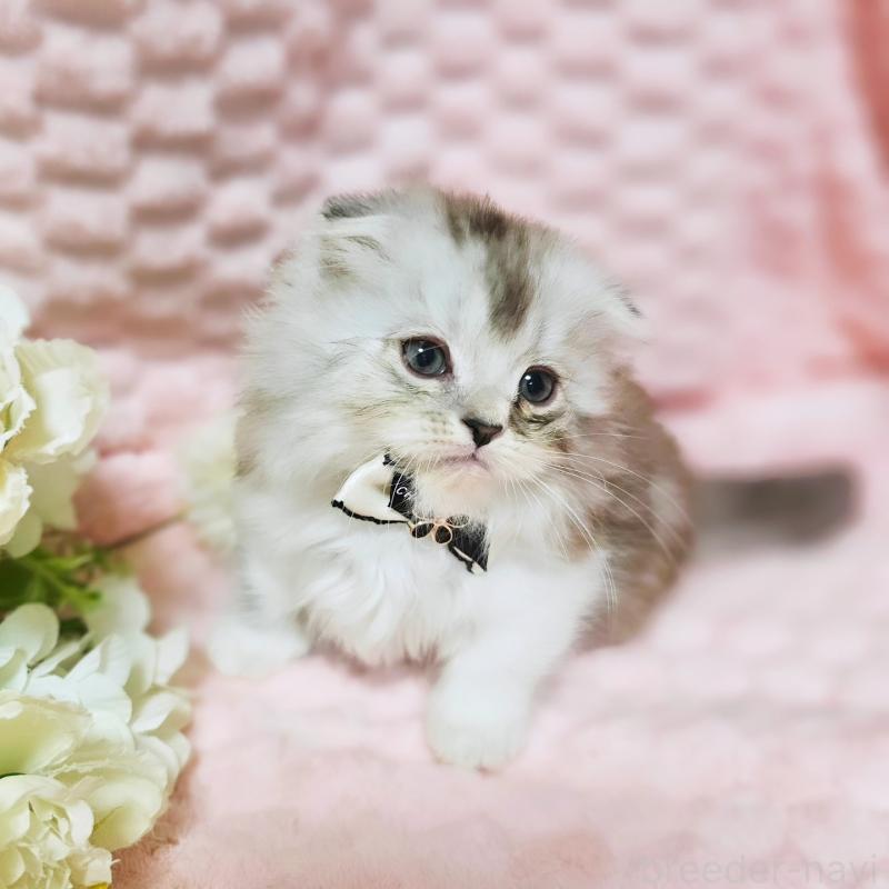 販売中の茨城県のミヌエット(短足)-138403の7枚目