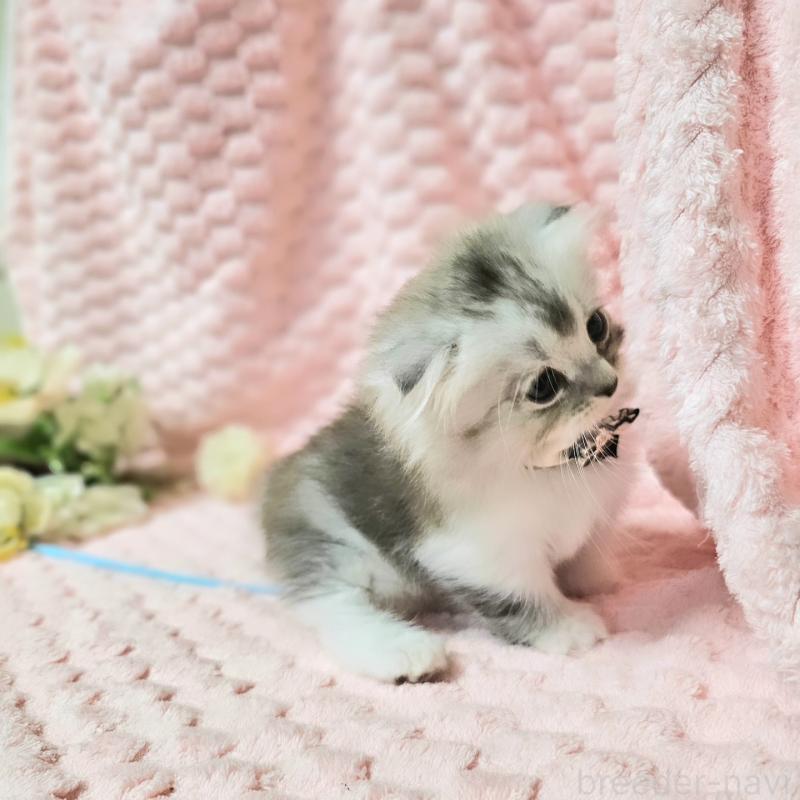 販売中の茨城県のミヌエット(短足)-138403の5枚目