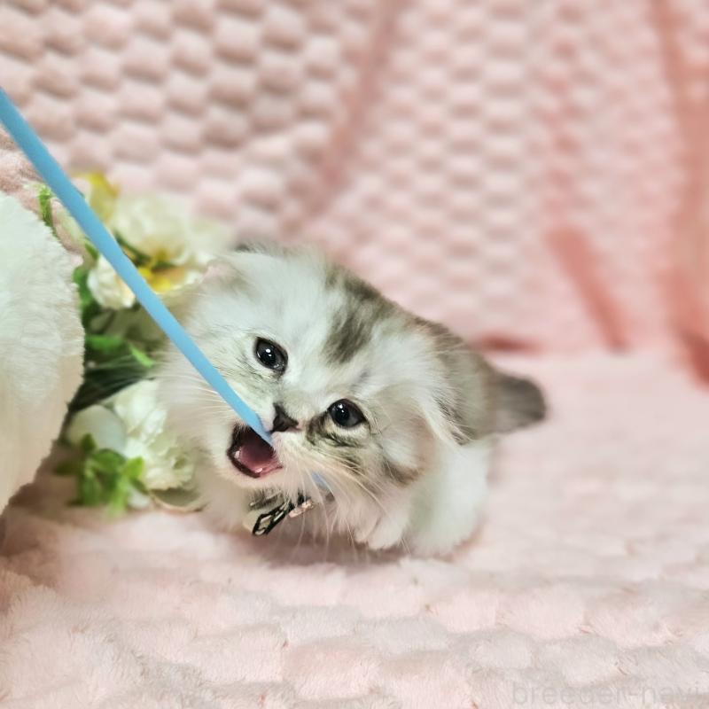 販売中の茨城県のミヌエット(短足)-138403の4枚目