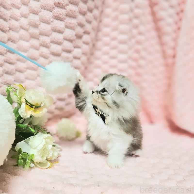 販売中の茨城県のミヌエット(短足)-138403の3枚目