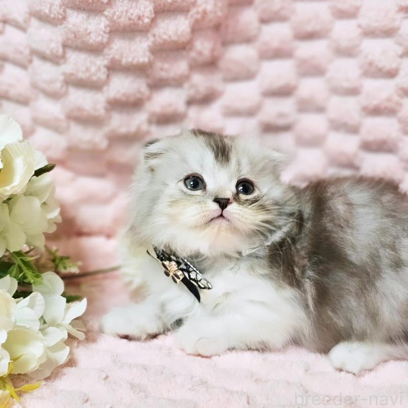 販売中の茨城県のミヌエット(短足)-138403の2枚目