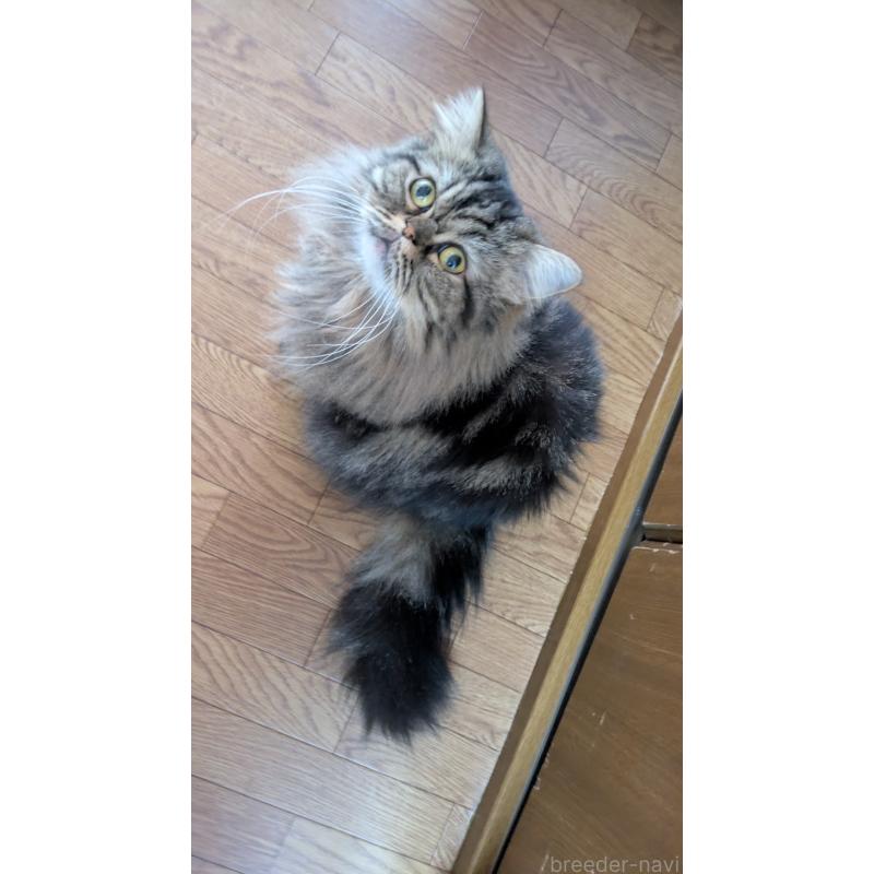 販売中の大阪府のミヌエット-81311の6枚目