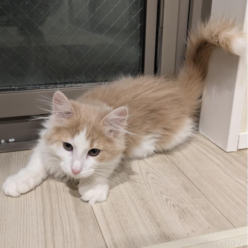 成約済の埼玉県のノルウェージャンフォレストキャット-134155の2枚目