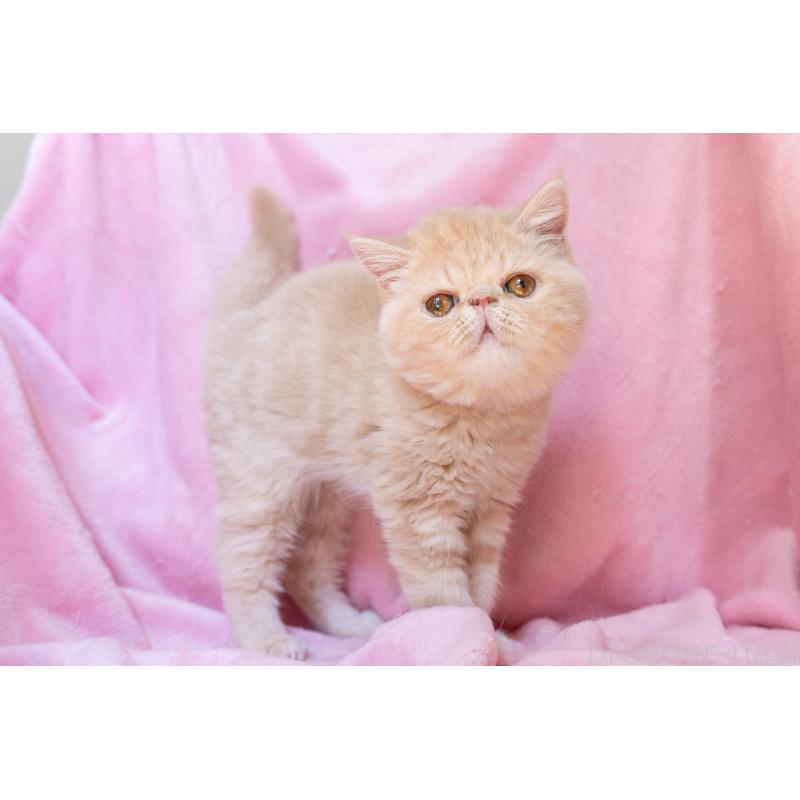 販売中の神奈川県のエキゾチックショートヘア-132295の10枚目