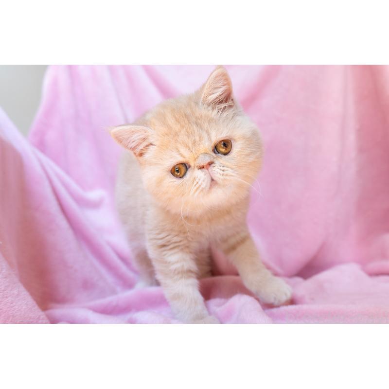 販売中の神奈川県のエキゾチックショートヘア-132295の9枚目