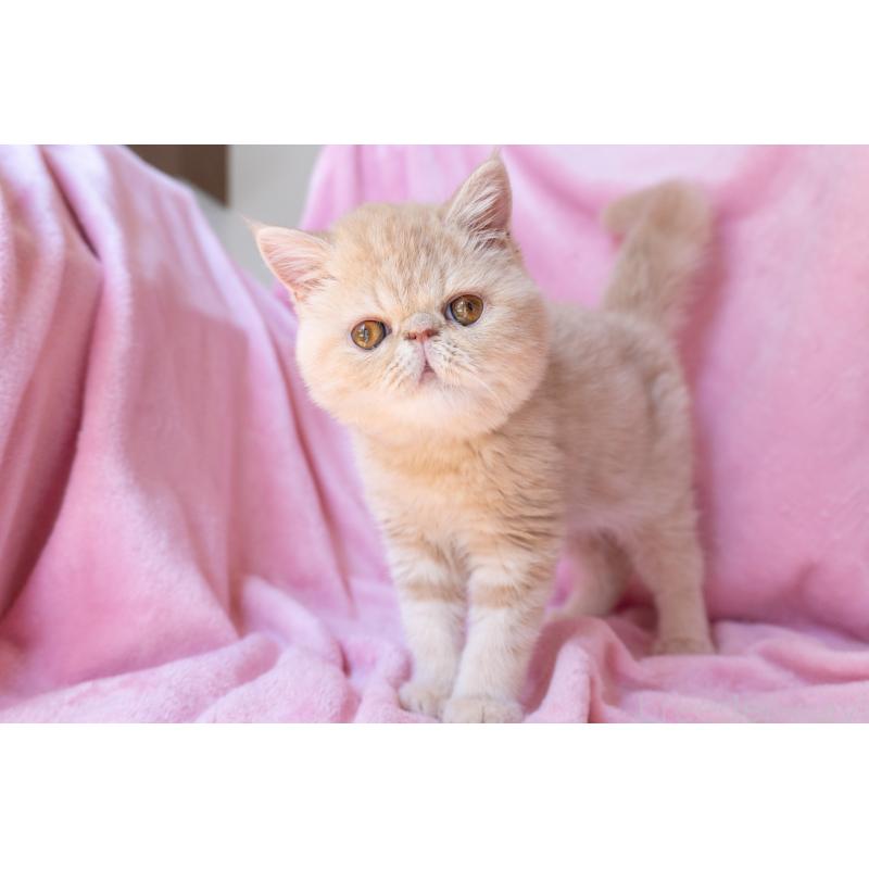 販売中の神奈川県のエキゾチックショートヘア-132295の8枚目