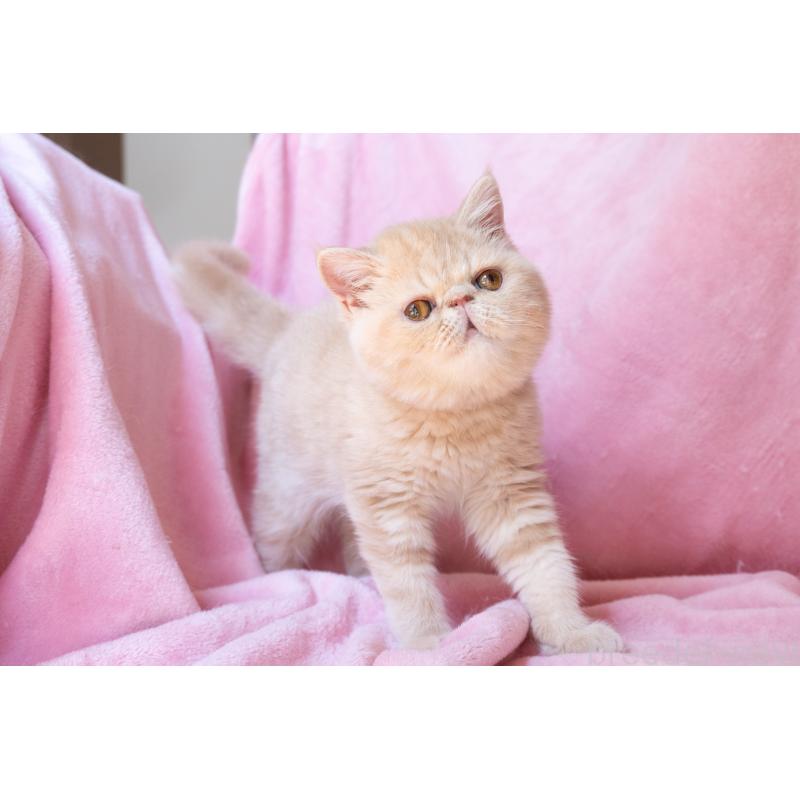 販売中の神奈川県のエキゾチックショートヘア-132295の7枚目