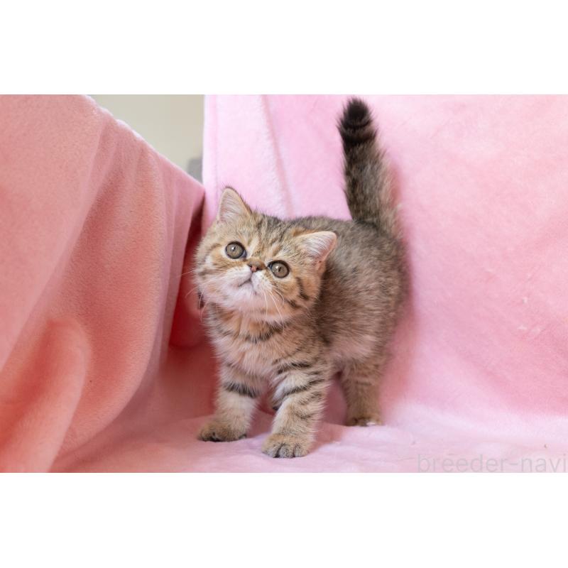 成約済の神奈川県のエキゾチックショートヘア-136092の5枚目