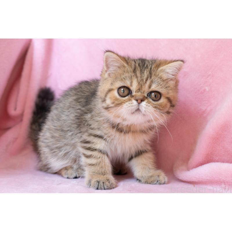 成約済の神奈川県のエキゾチックショートヘア-136092の4枚目