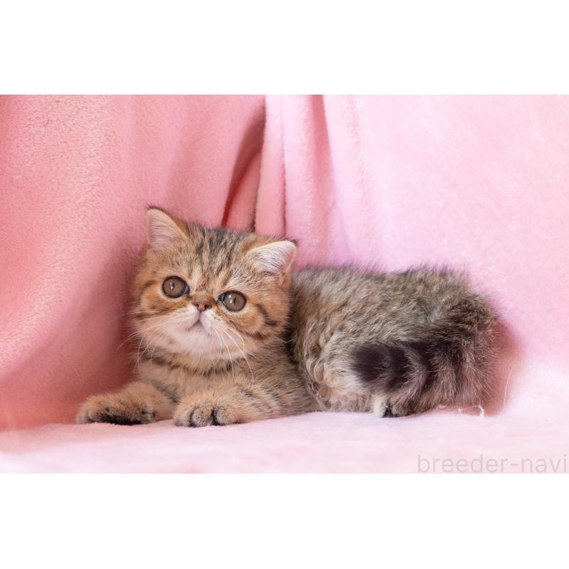 成約済の神奈川県のエキゾチックショートヘア-136092の3枚目