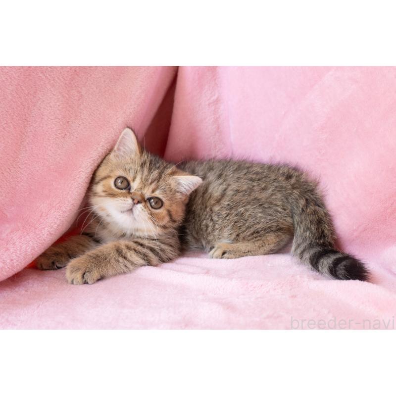 成約済の神奈川県のエキゾチックショートヘア-136092の2枚目