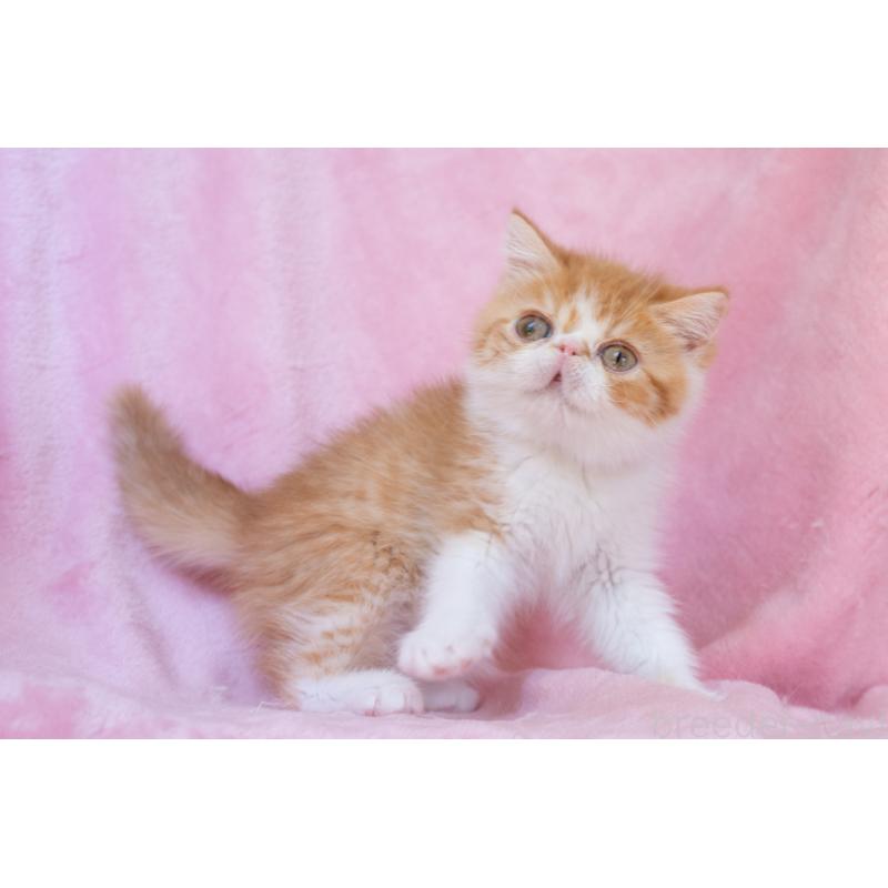 販売中の神奈川県のエキゾチックショートヘア-136580の15枚目