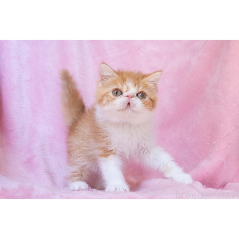 販売中の神奈川県のエキゾチックショートヘア-136580の13枚目