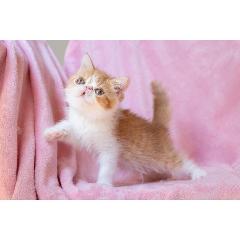 販売中の神奈川県のエキゾチックショートヘア-136580の12枚目