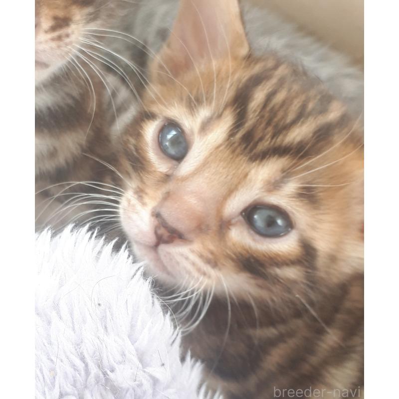 販売中の静岡県のベンガル-138389の2枚目