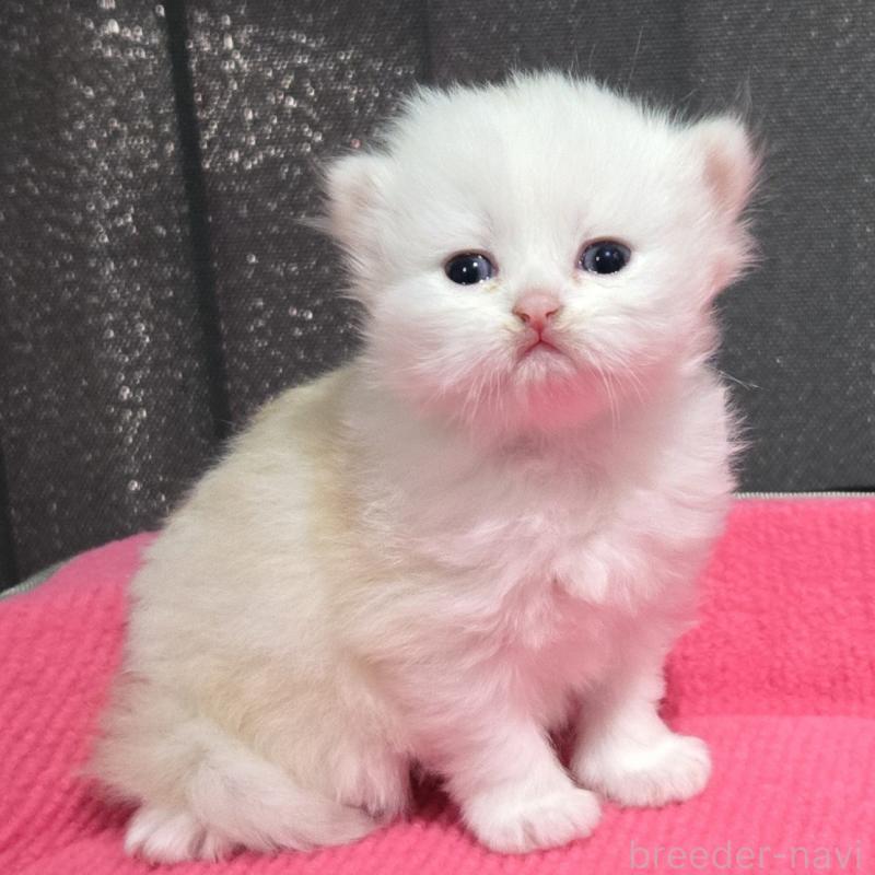 販売中の福岡県のミヌエット-138384