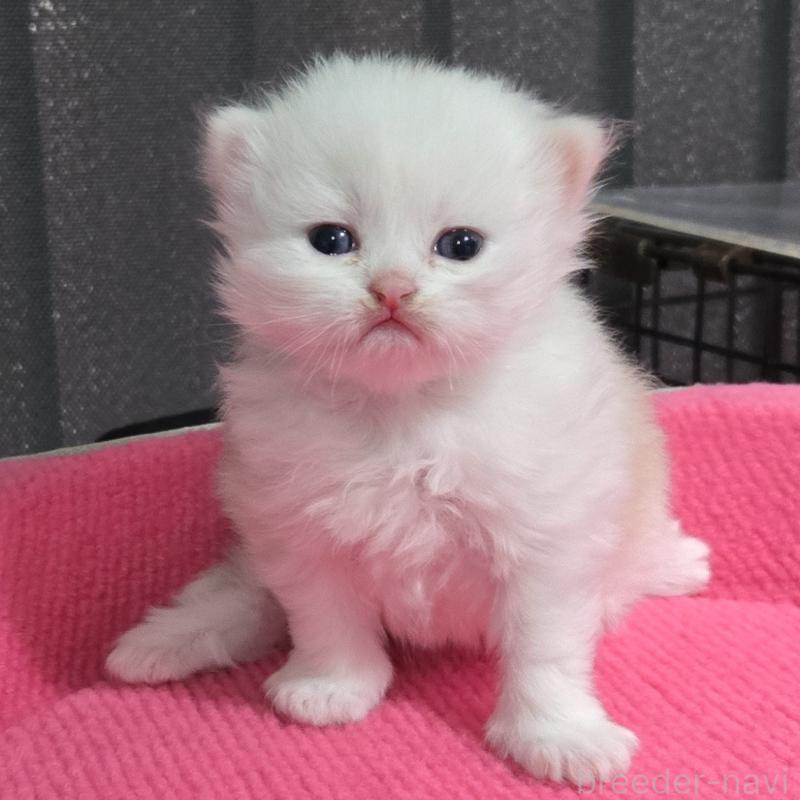 販売中の福岡県のミヌエット-138384の4枚目