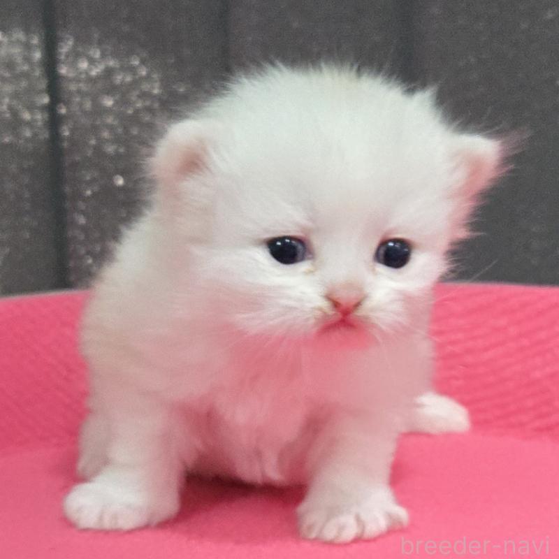 販売中の福岡県のミヌエット-138384の3枚目