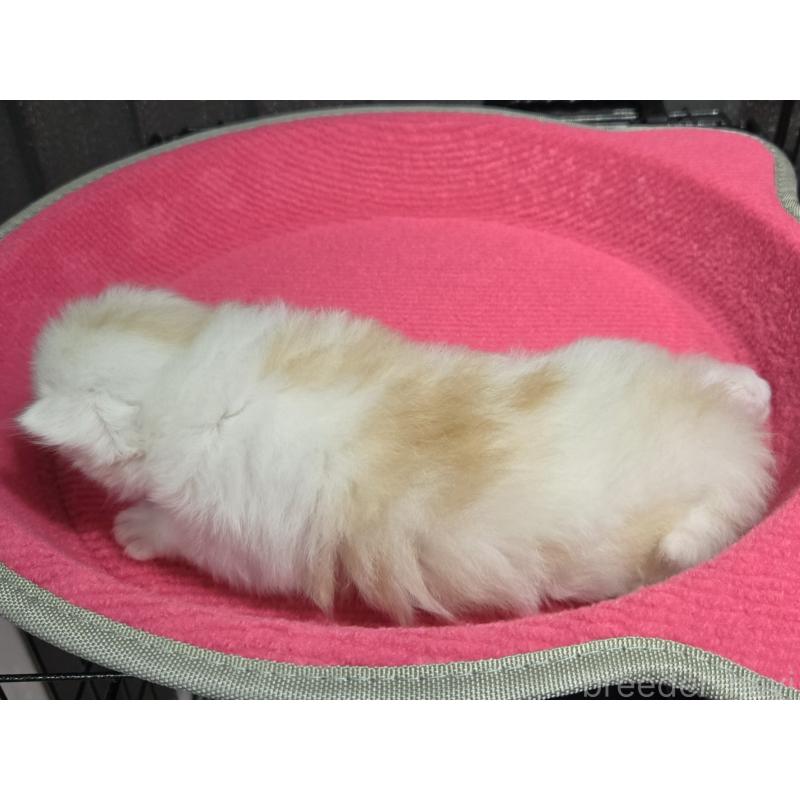 販売中の福岡県のミヌエット-138384の2枚目