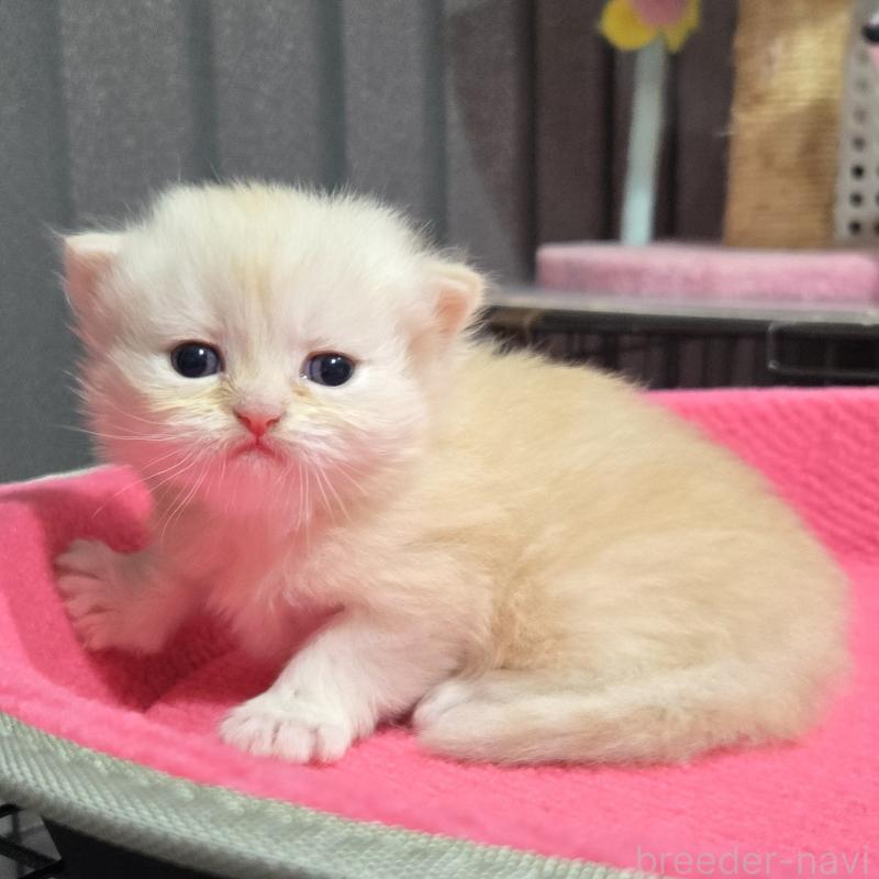 販売中の福岡県のミヌエット-138385の1枚目