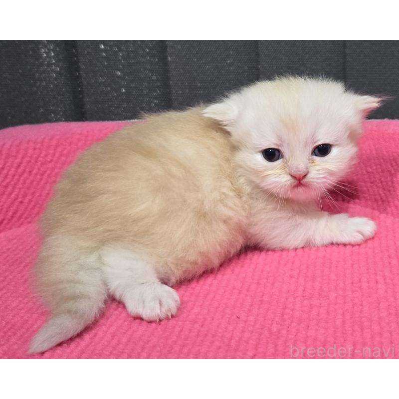 販売中の福岡県のミヌエット-138385の6枚目