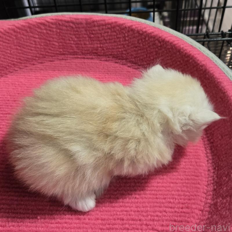 販売中の福岡県のミヌエット-138385の5枚目