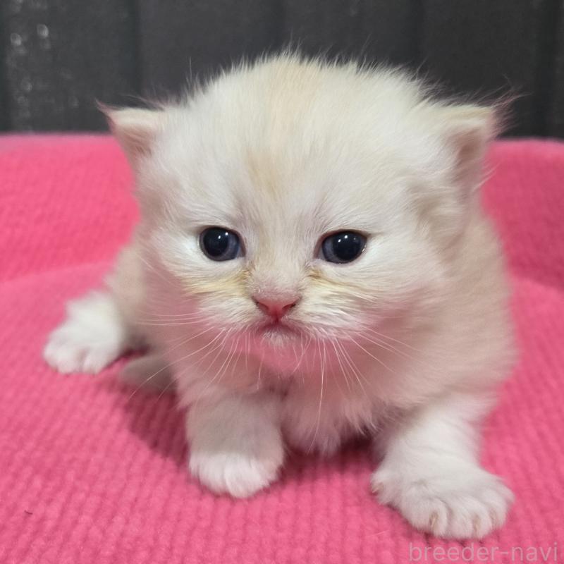 販売中の福岡県のミヌエット-138385の4枚目