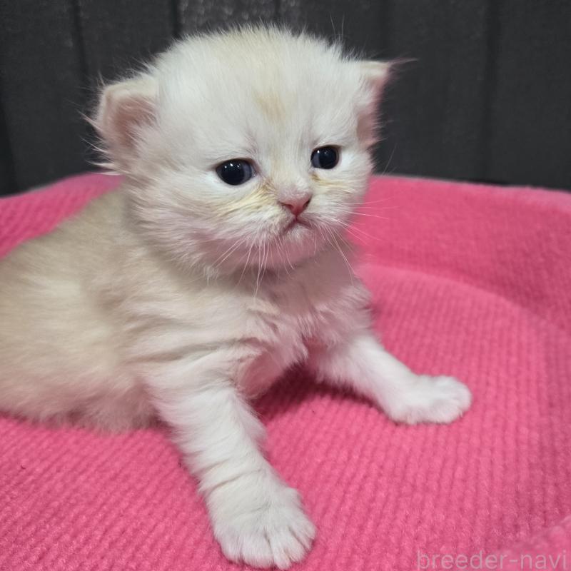 販売中の福岡県のミヌエット-138385の3枚目