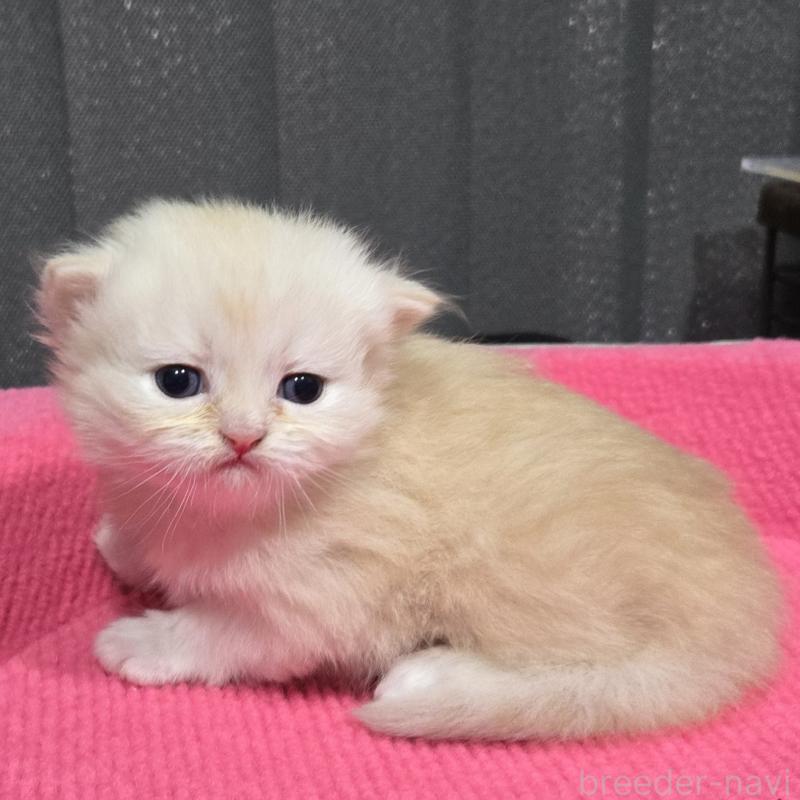 販売中の福岡県のミヌエット-138385の2枚目