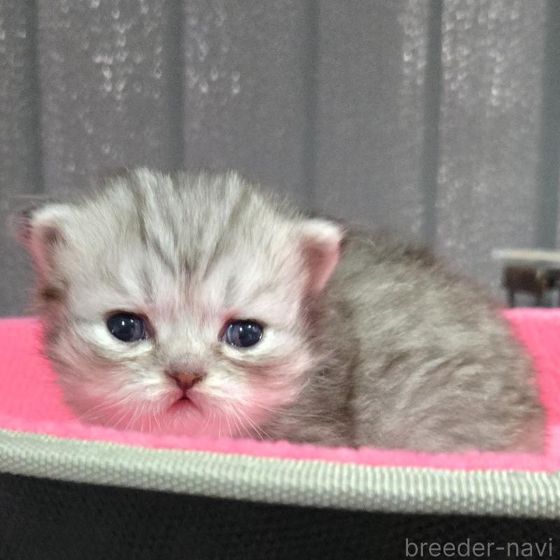 販売中の福岡県のミヌエット-138386の6枚目