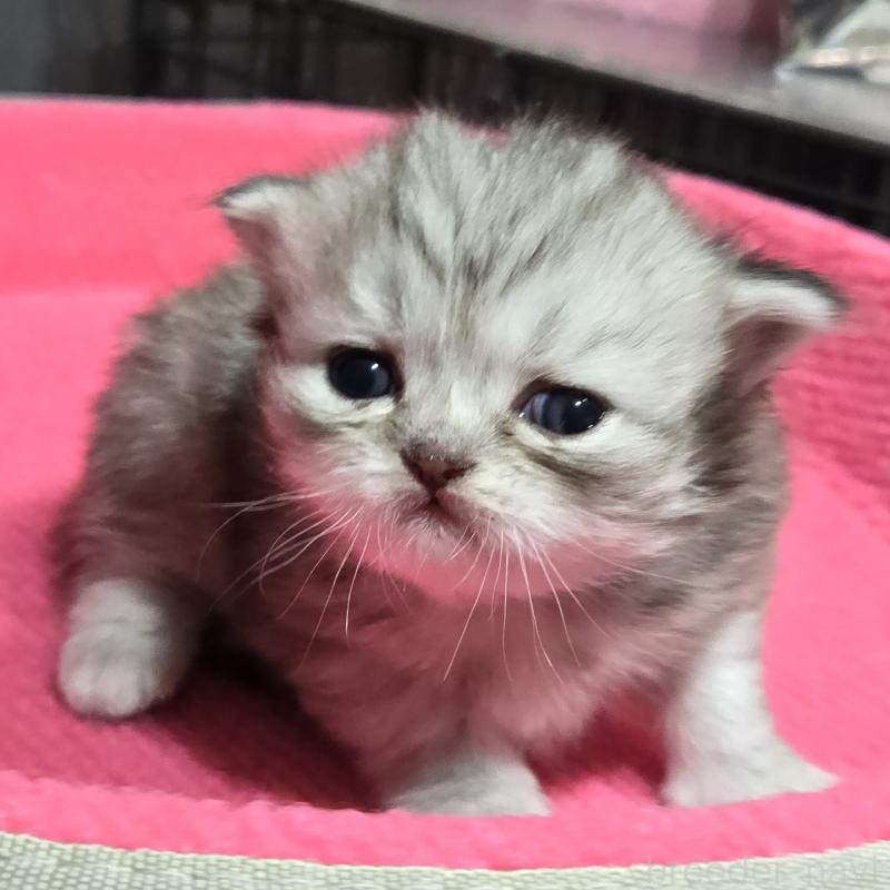 販売中の福岡県のミヌエット-138386の5枚目