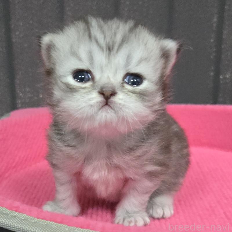 販売中の福岡県のミヌエット-138386の4枚目